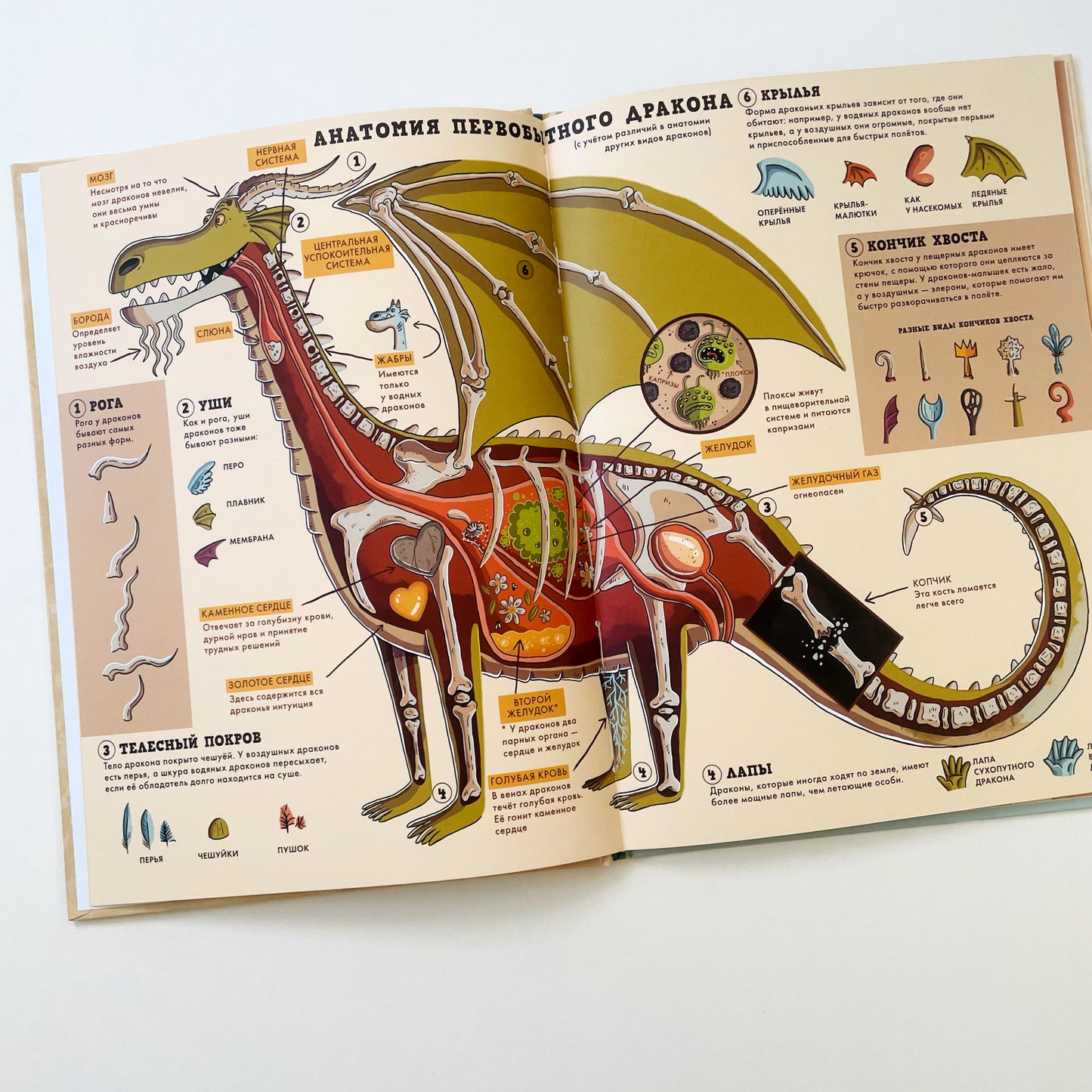 Драконы. Факты, слухи и легенды